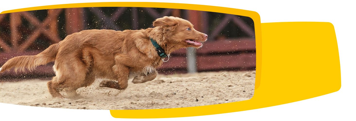 Josera - film produktowy